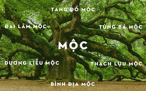 Người Mệnh Mộc Sơn Nhà Màu Gì Mang Lại Nhiều May Mắn Trong Năm 2024